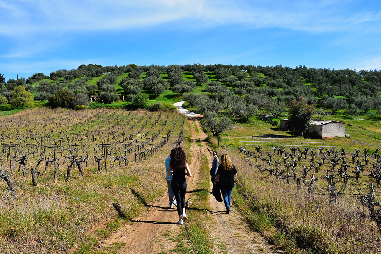 koumaris, vineyard, meaningful